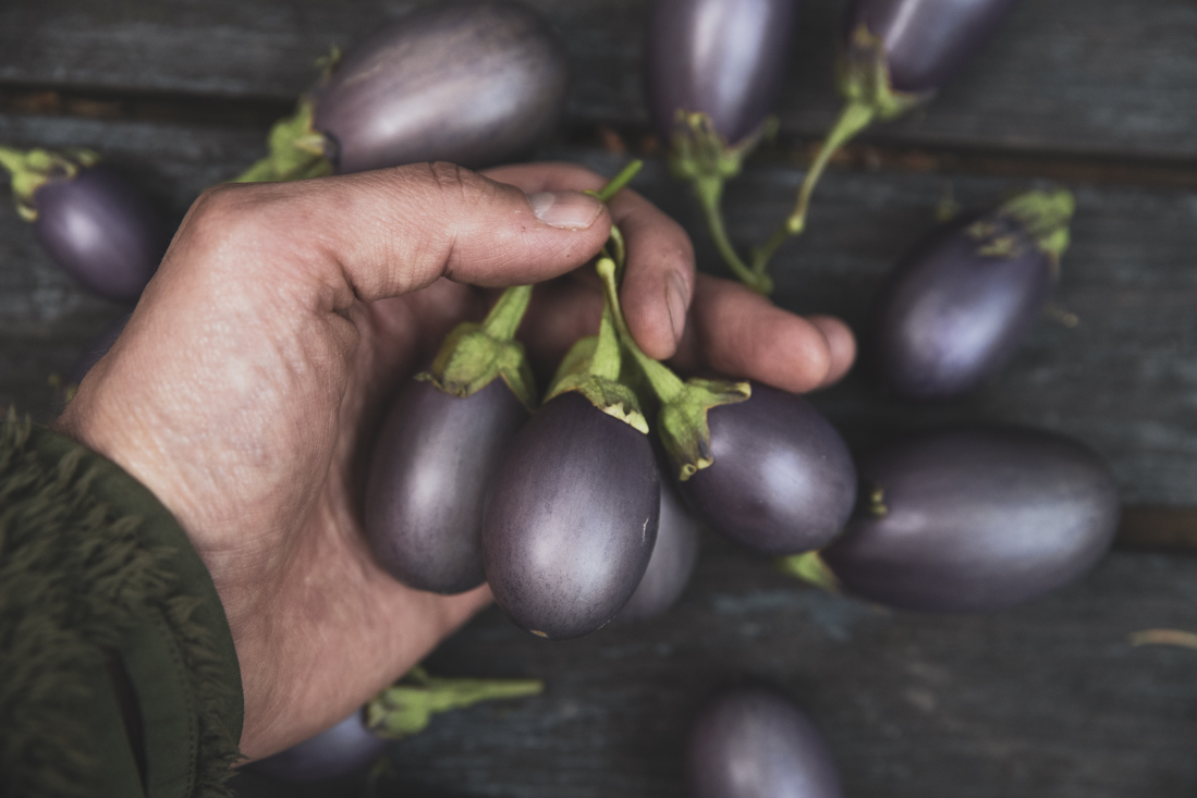 Odla aubergine inomhus