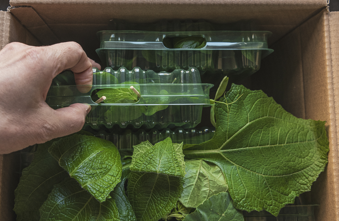 Köpa plantor på nätet från Klostra.se