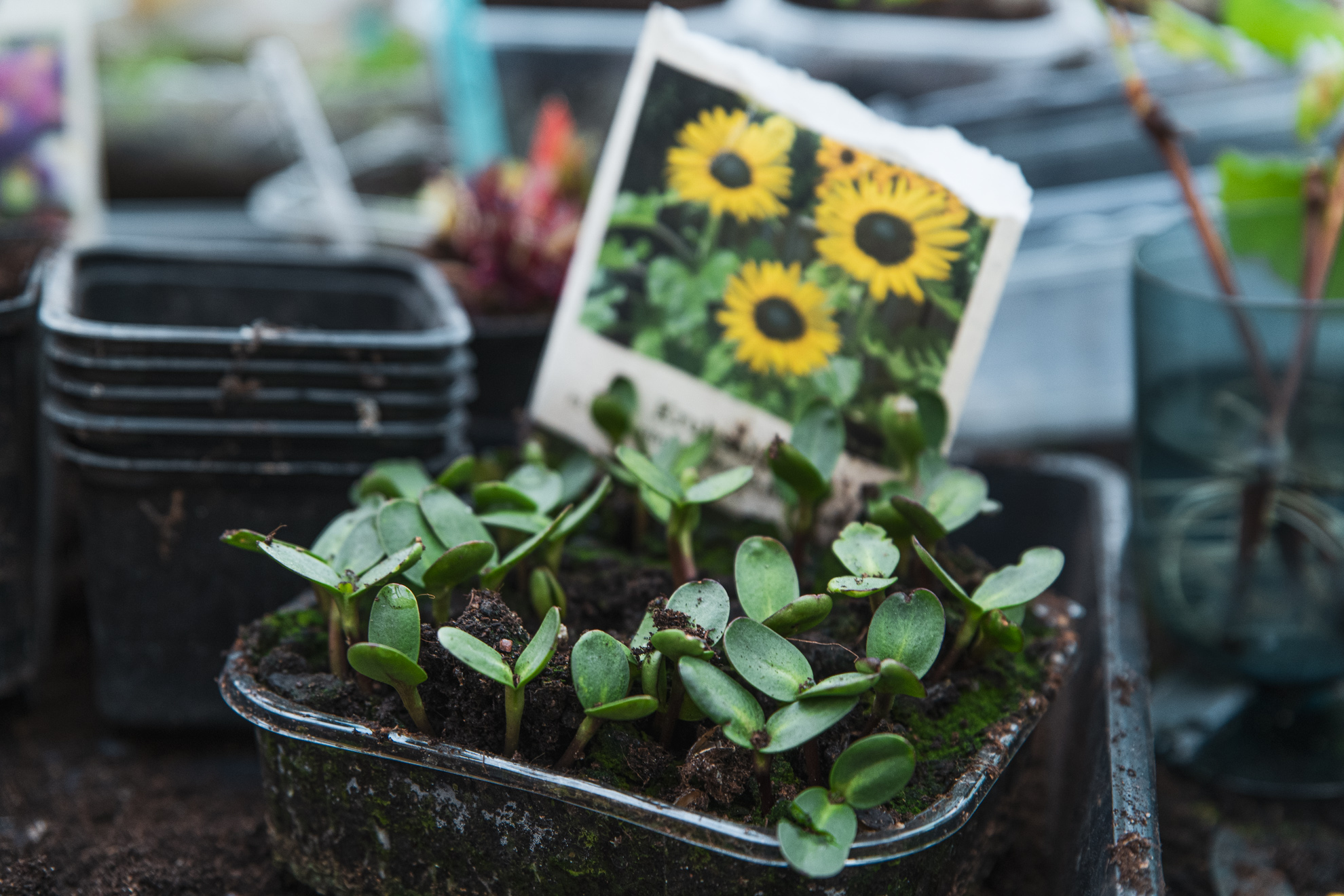 Växter vi sår i maj – bönor, gurkväxter och solrosor