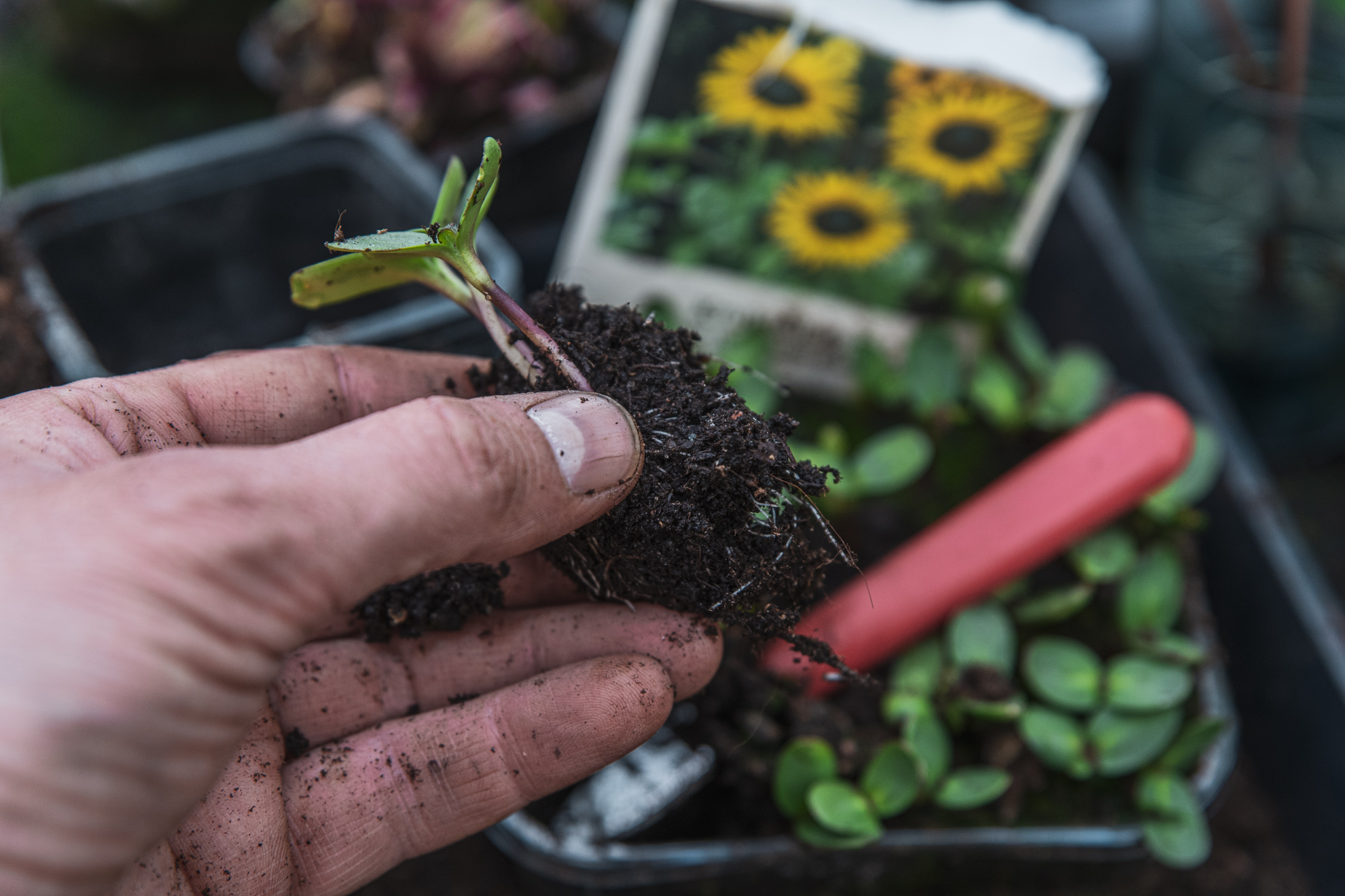 Vad odlar vi kallt i maj?