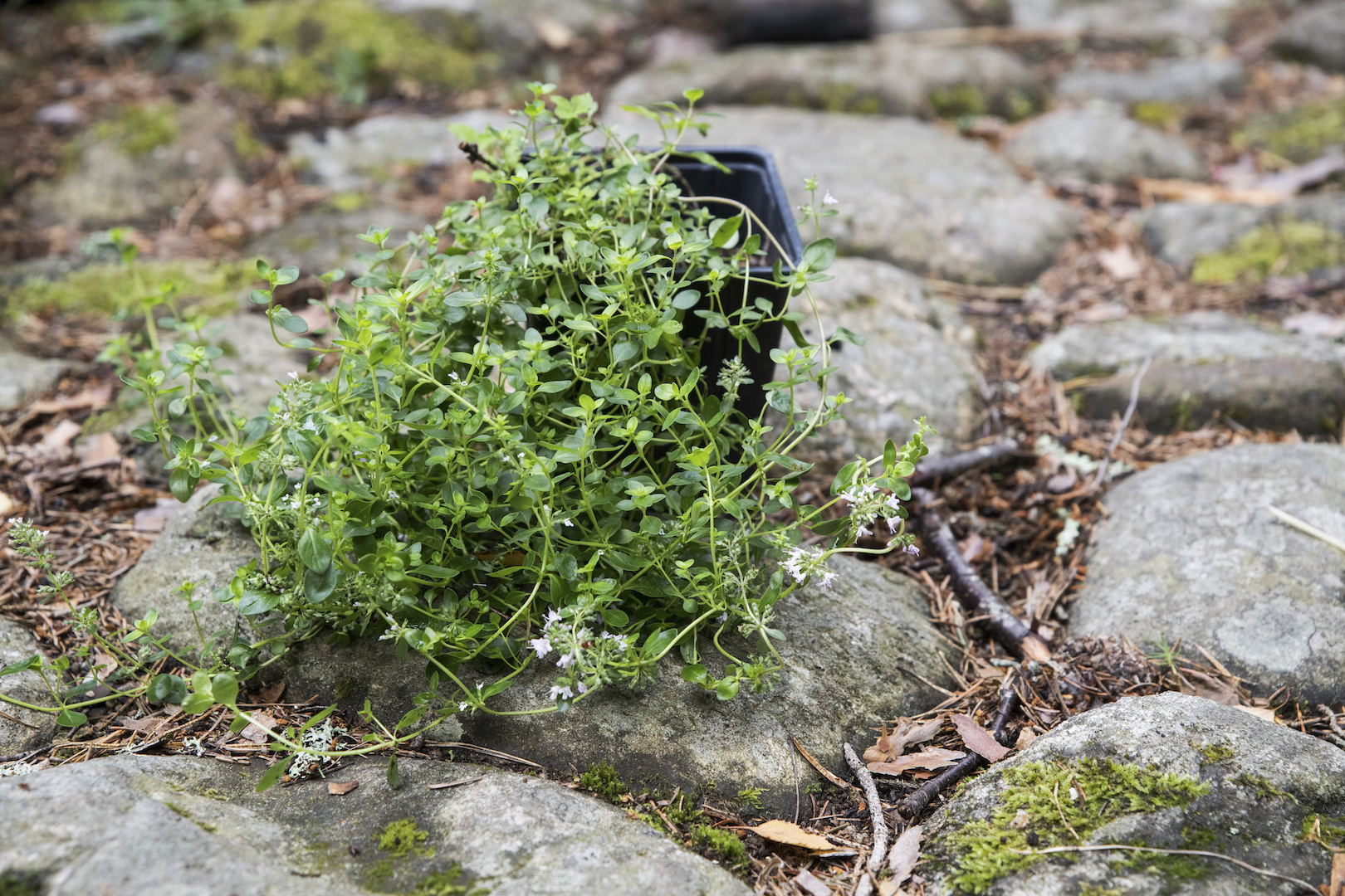 Odla kallt – vinterså timjan