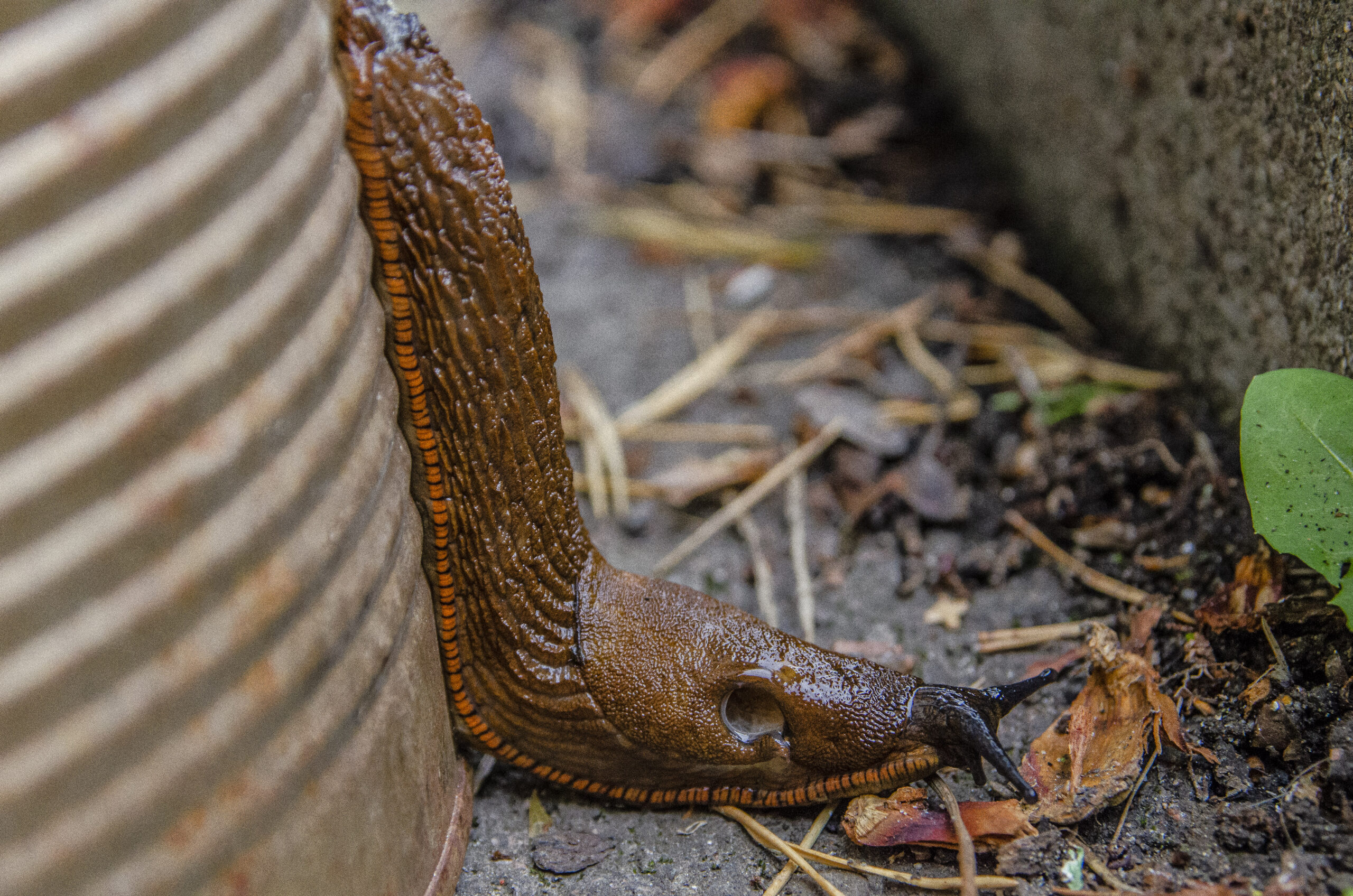 Så blir du av med mördarsniglar