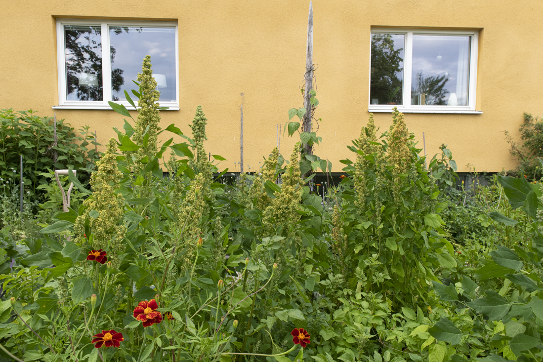 Mållorna i våra odlingar