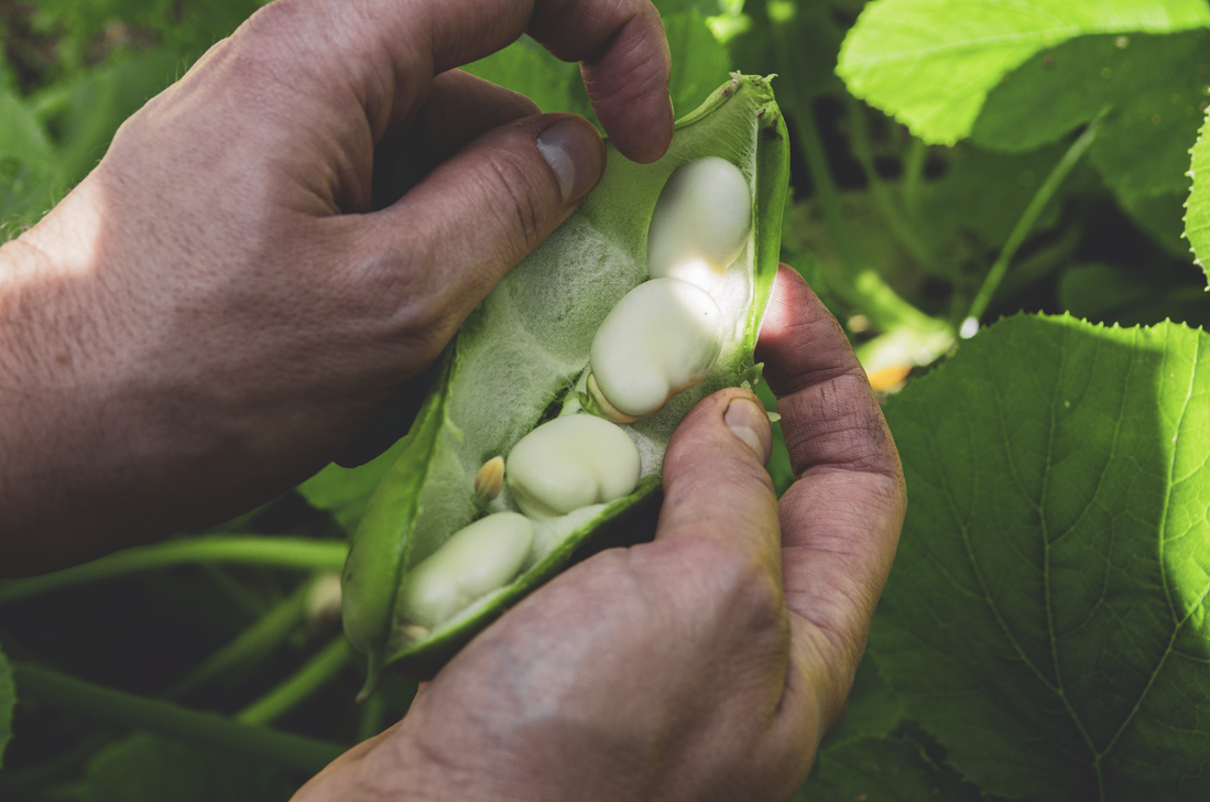 Skörda bondbönor som färska eller till torkning