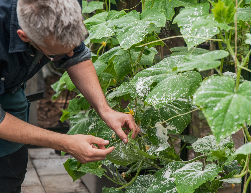 Bekämpa skadedjur med MyrNIX