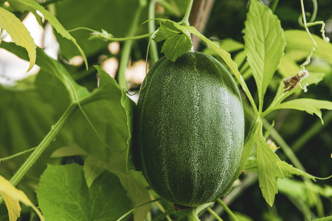 Odla steg för steg – melon