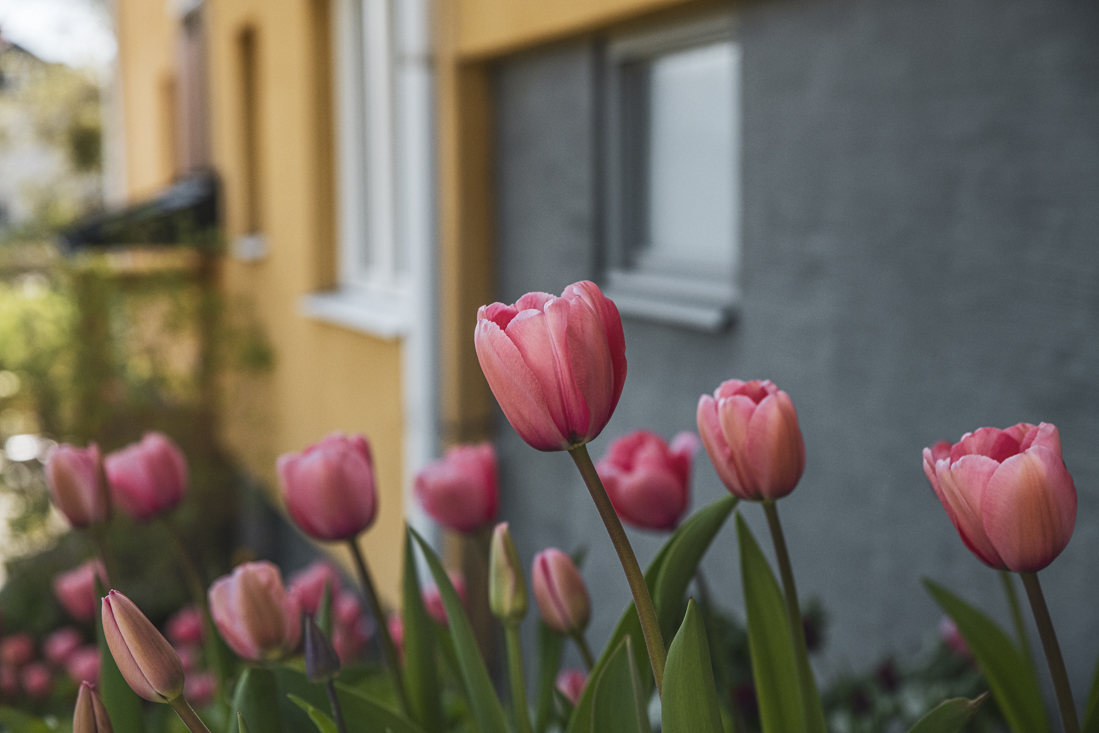 Dags att skapa vårens färgsprakande trädgård