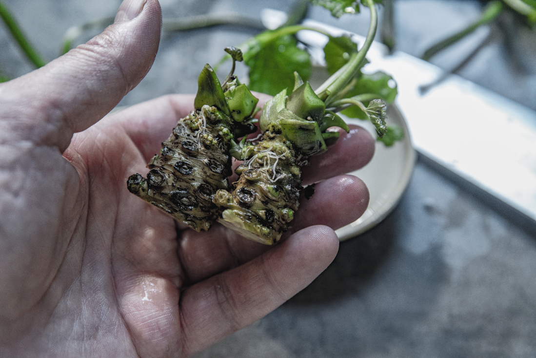 Wasabi – en lång resa från dröm till skörd