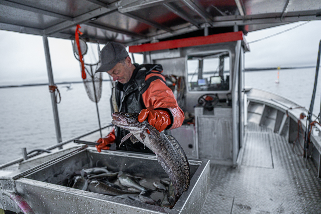 Farbror Grön följer med Ängsöfisk ut på Mälaren