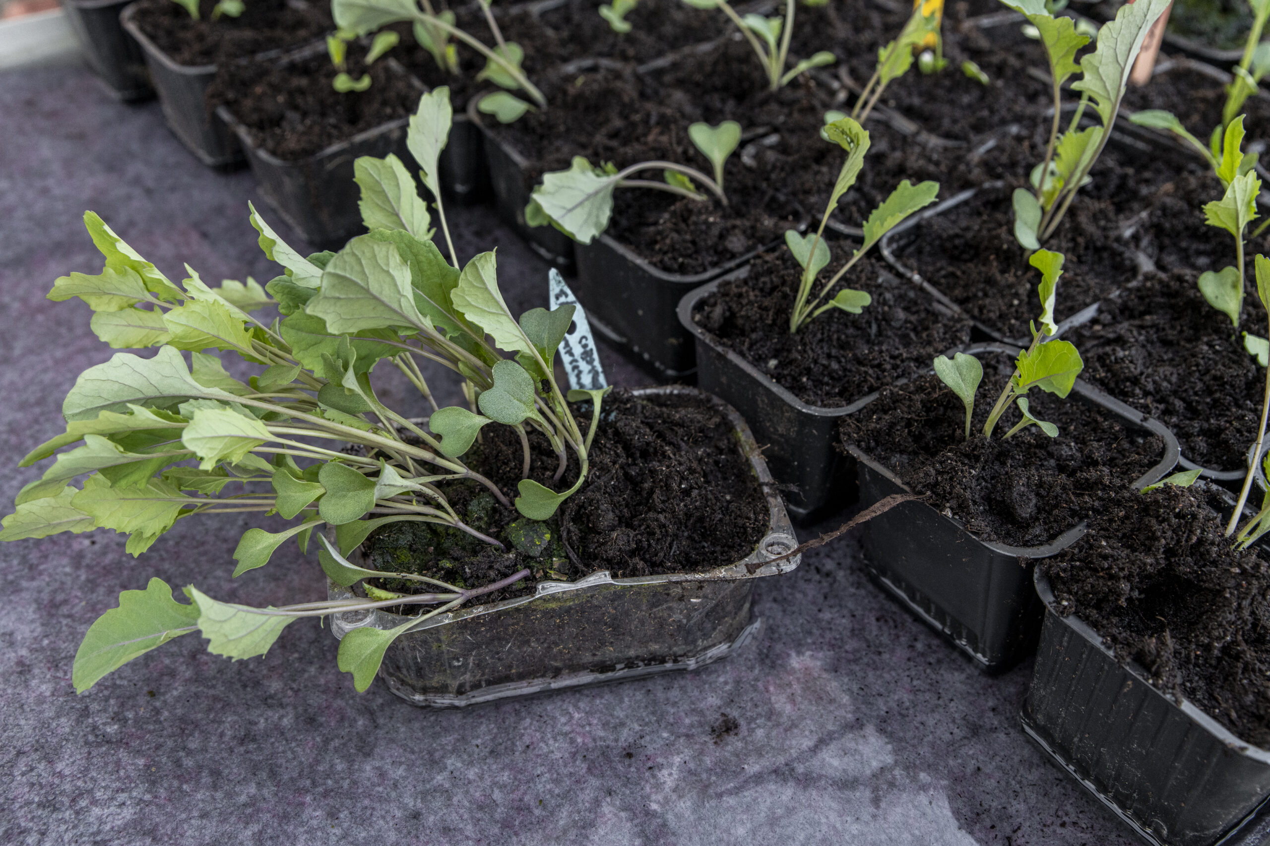 Buffertplantor och serieodling