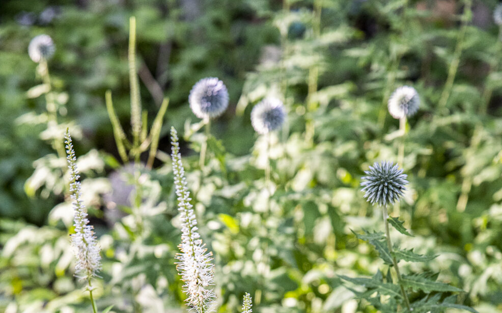 Den höga och och mäktiga blåa bolltisteln