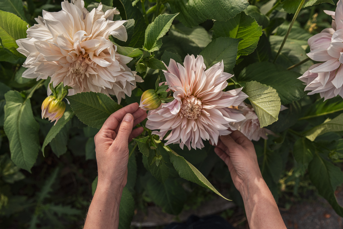 Dahlior – de oblyga skönheterna
