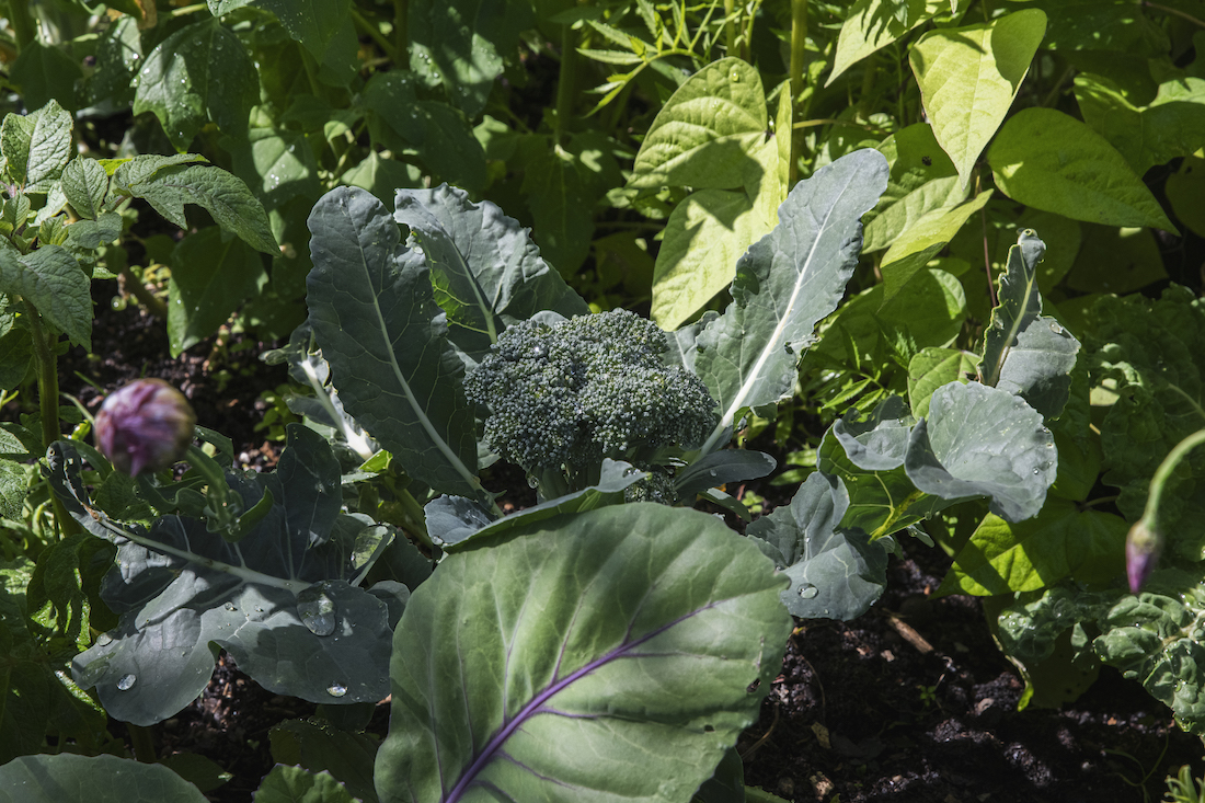 Odla kallt – vinterså broccoli