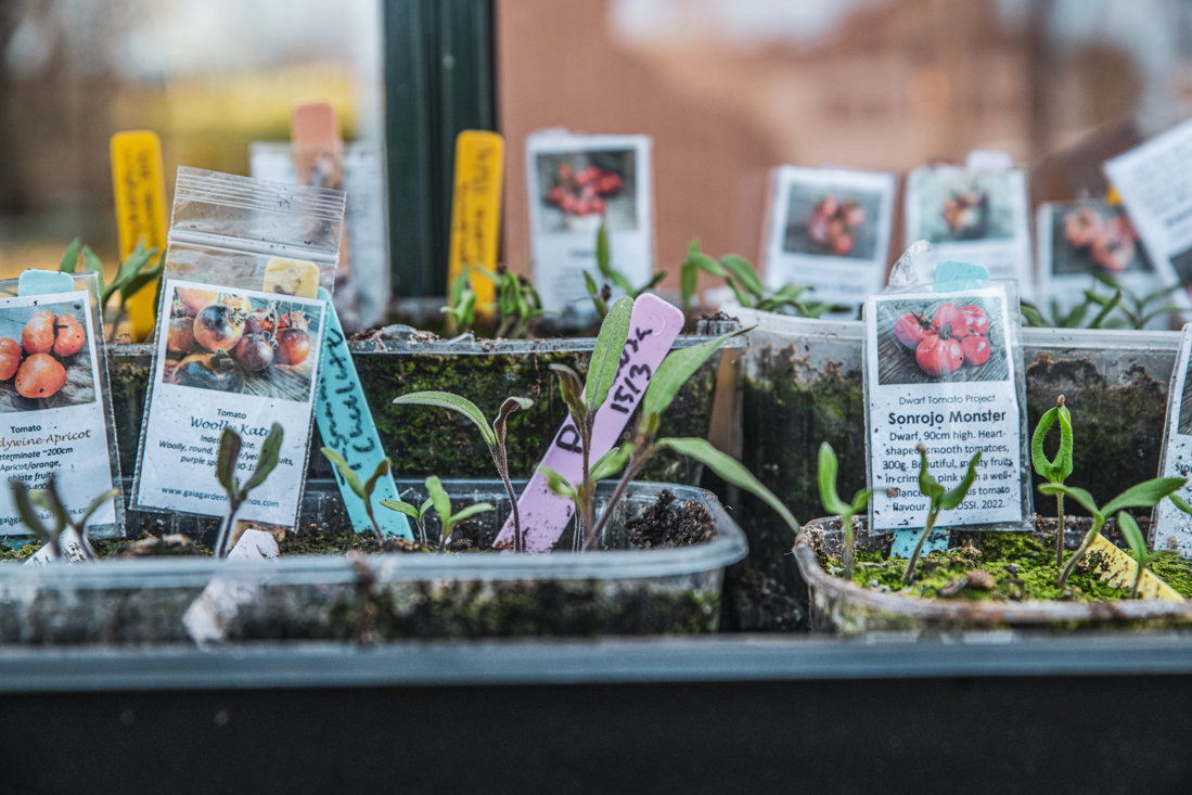 Vi sår allt i planteringsjord!