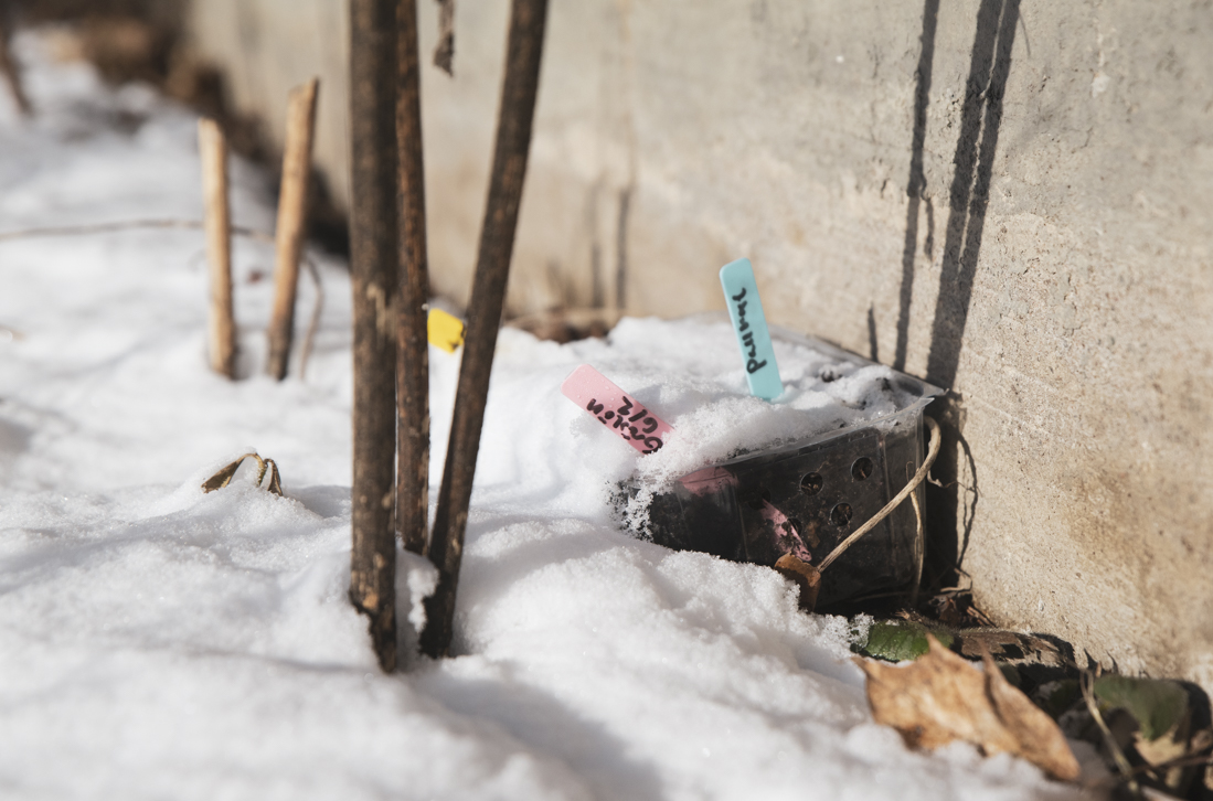 Odla kallt utan växthus