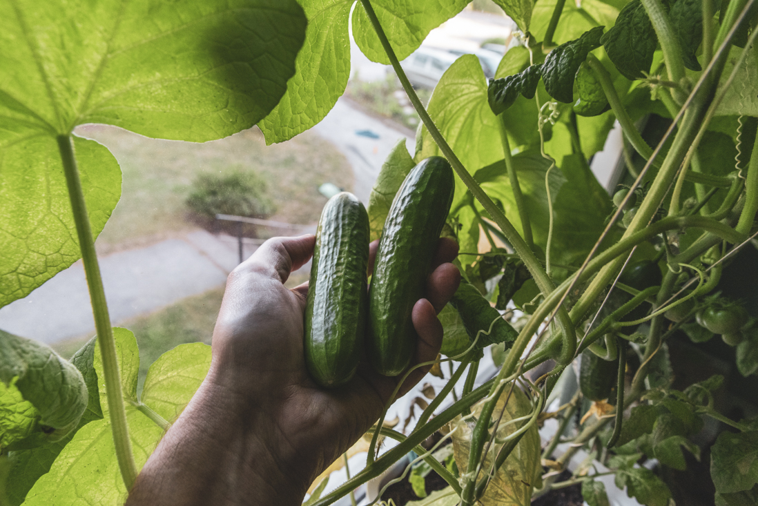 Odla egna gurkor inomhus – steg för steg