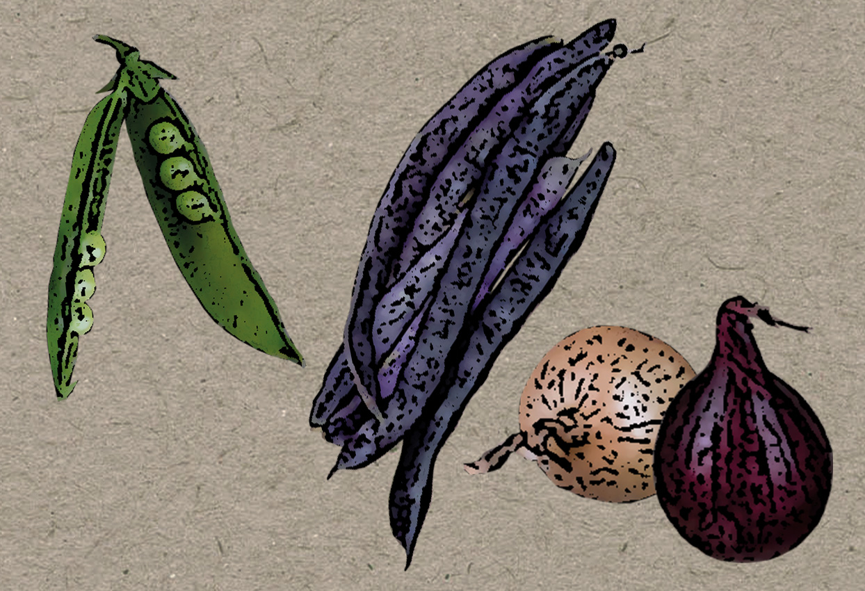 Serieodla ärtor, störbönor och lök