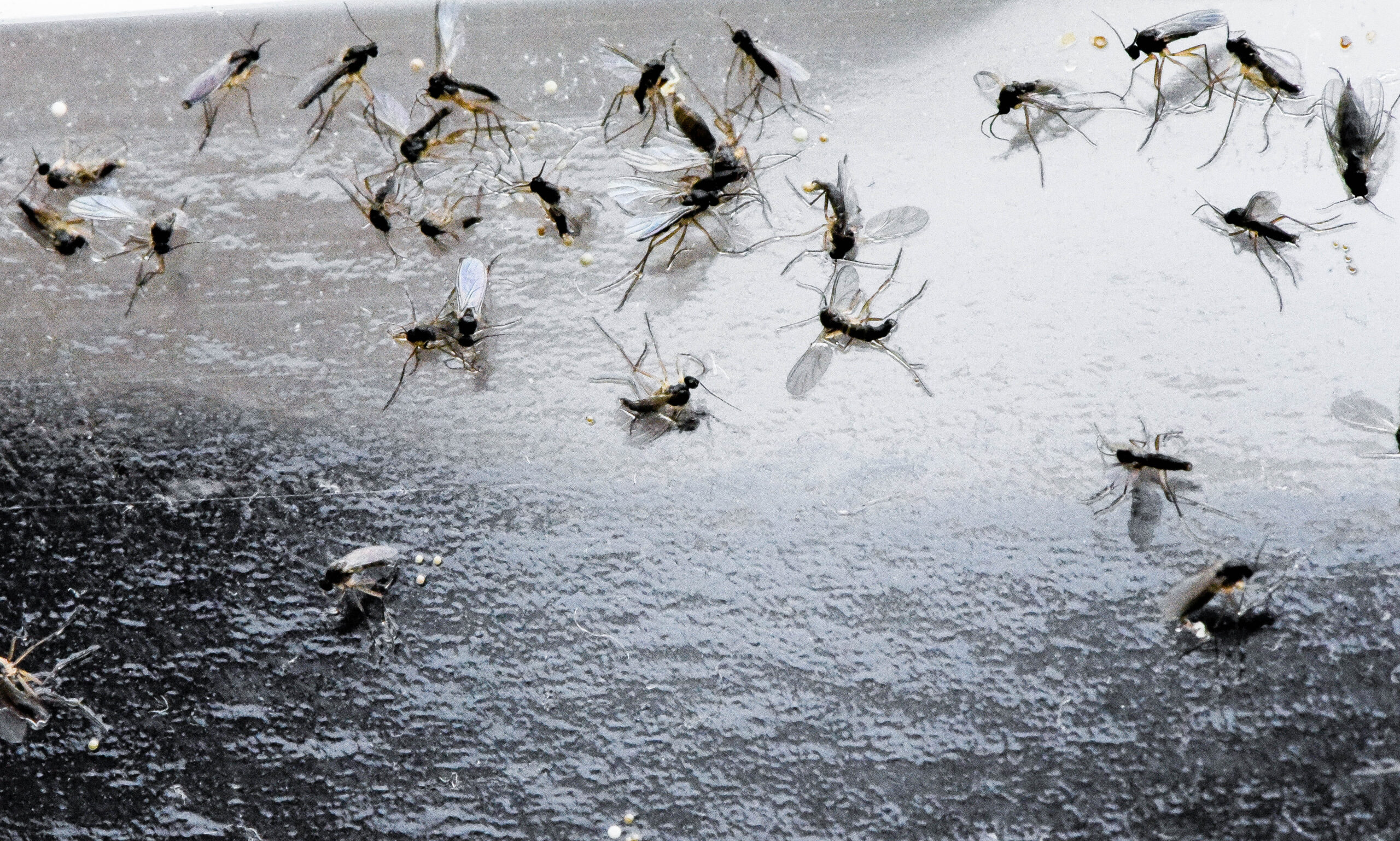 Sorgmyggor – problemet från jorden