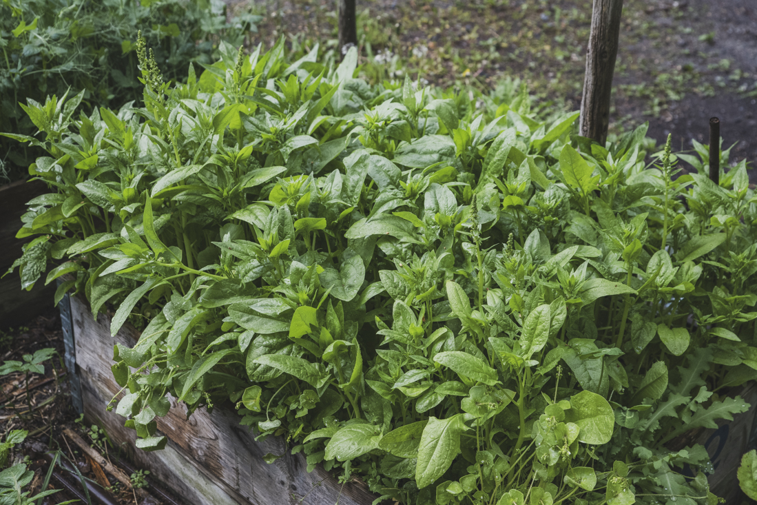 Varför blommar spenaten?