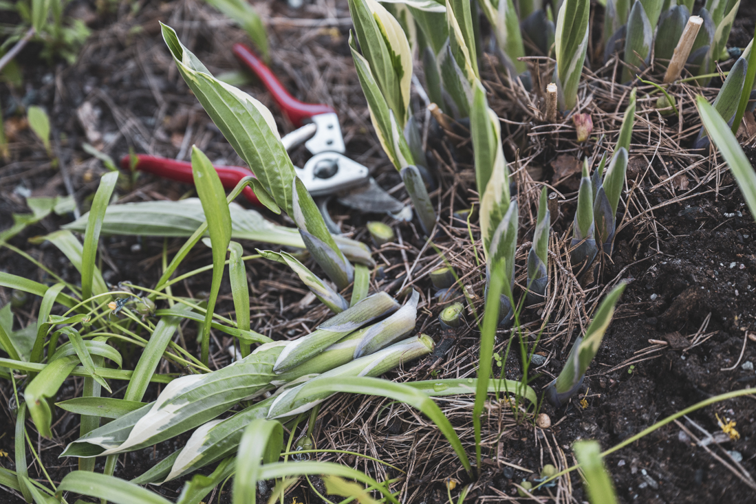 Ät upp mormors funkia!