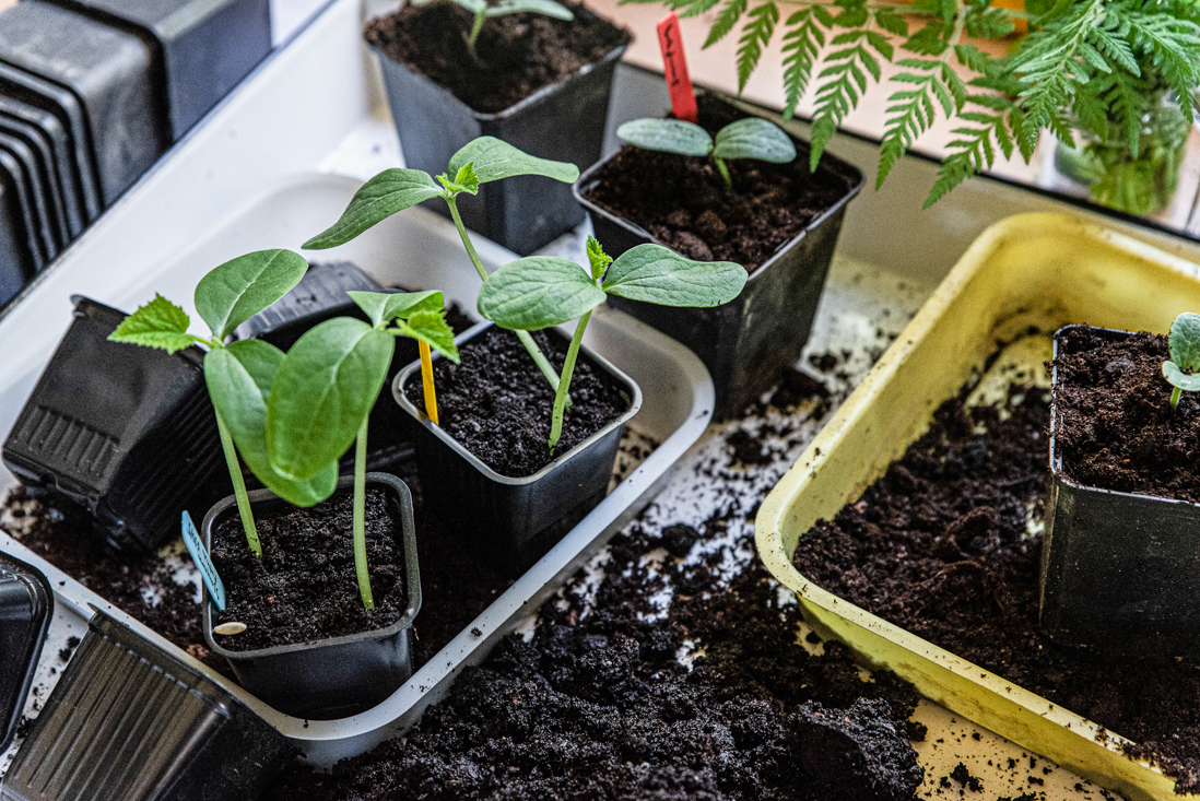 Nu är det dags att så gurka