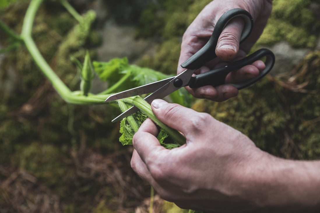 Ska man beskära gurka, zucchini, pumpa, melon eller inte?