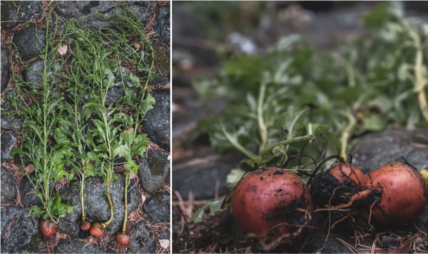 Varför blommar betorna?