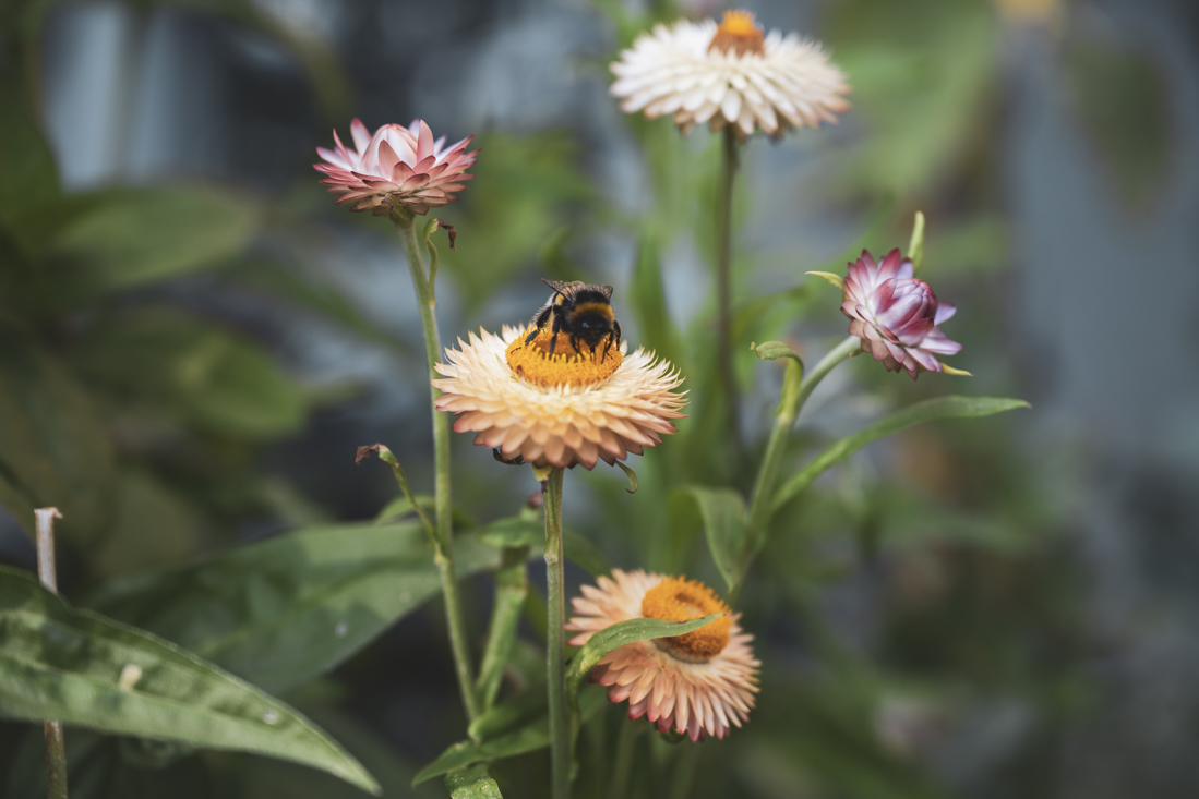 Eterneller – evighetsblommor