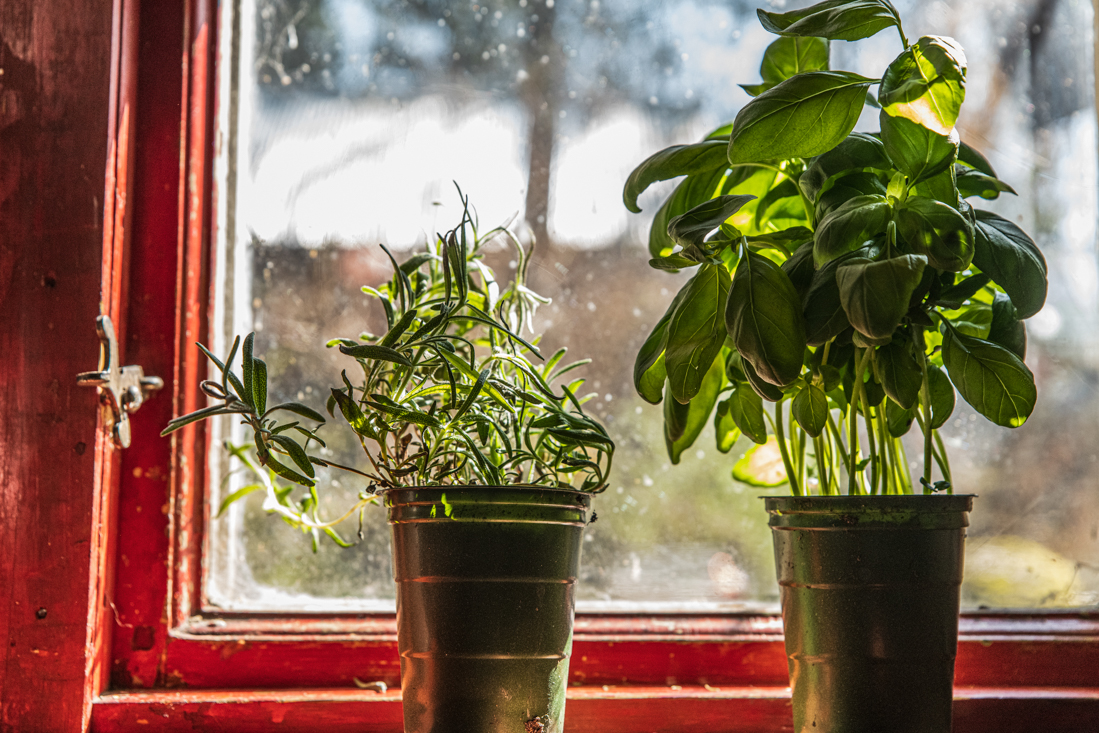 Få mer skörd från butikens kryddväxter – så här gör du