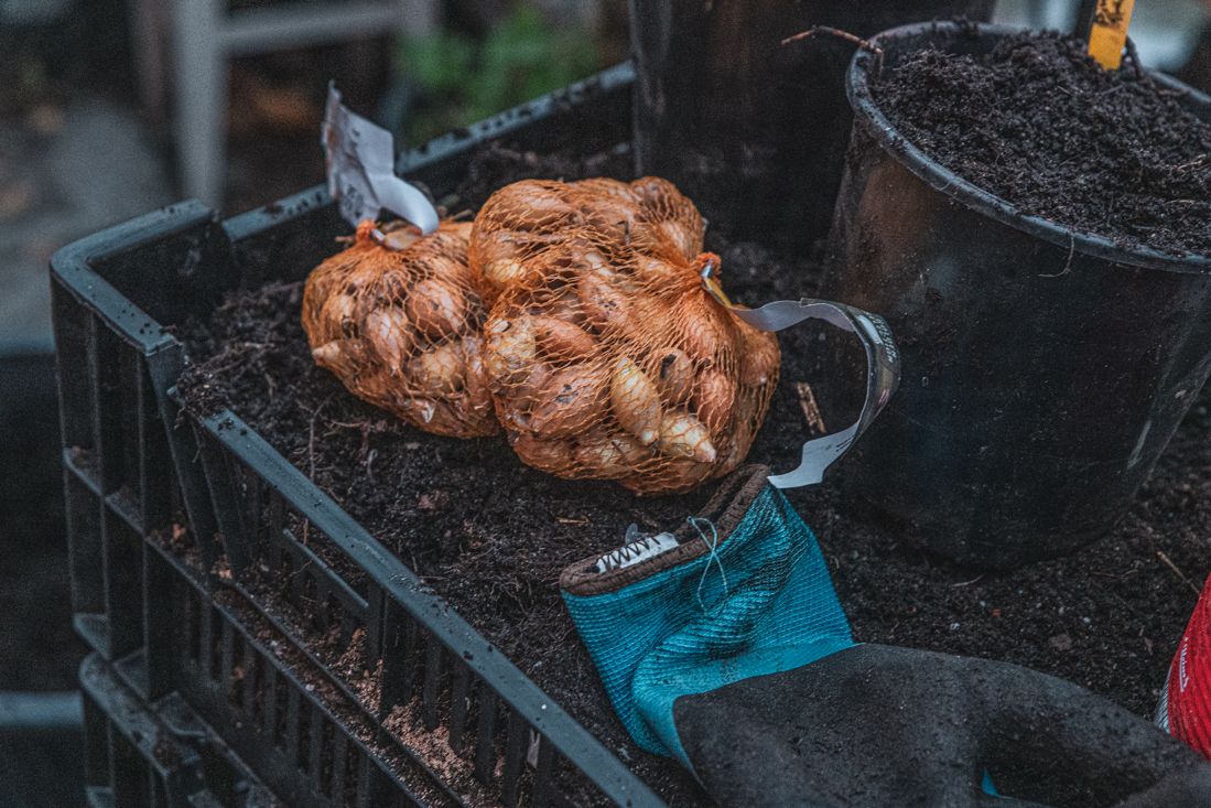 Höstplantera lök i backar  – tidig skörd i växthus