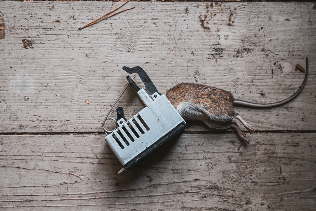 125 gnagare senare – ett år av tugg, tålamod och fällor