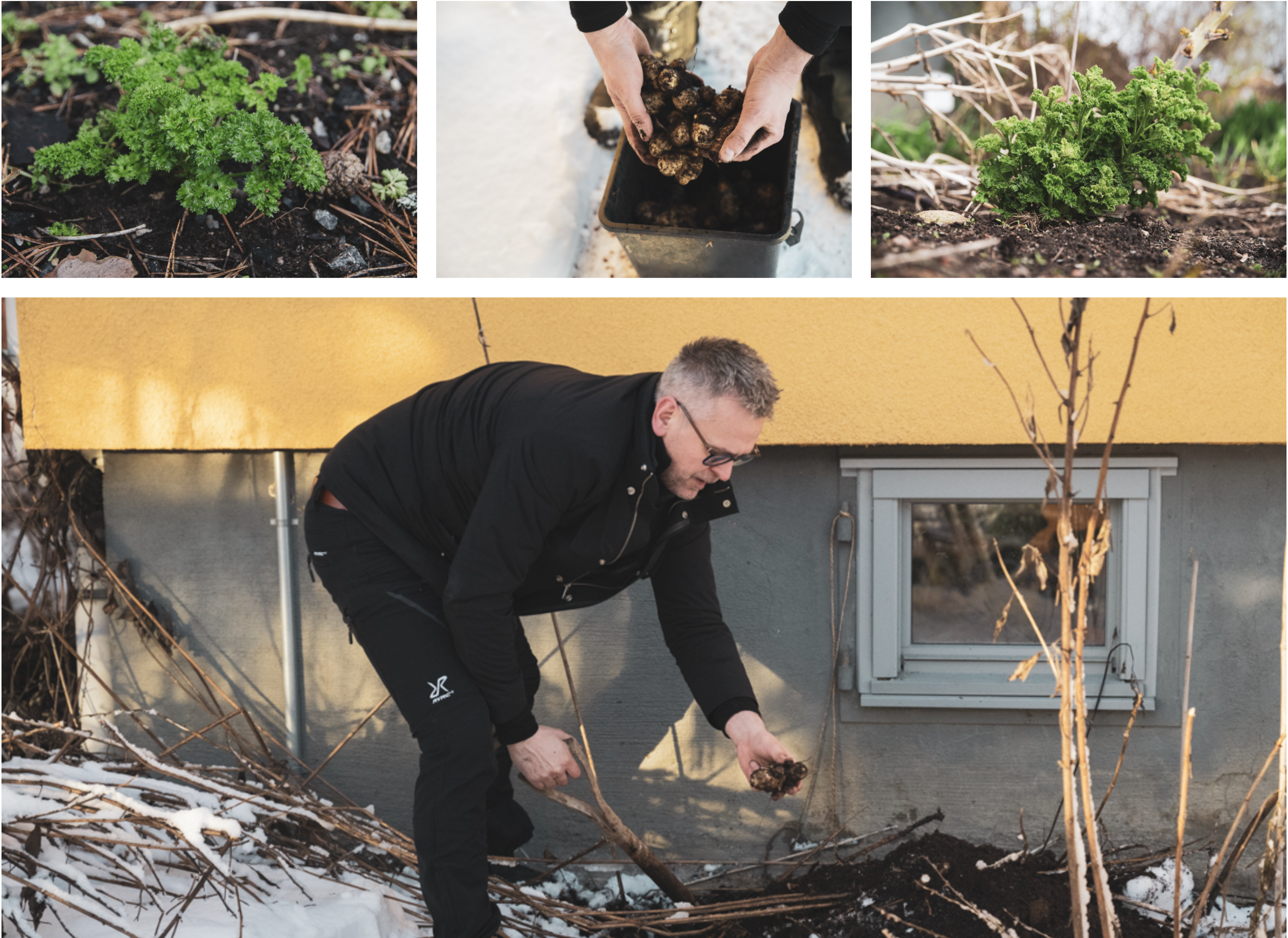 Övervintra persilja, grönkål, och jordärtskocka