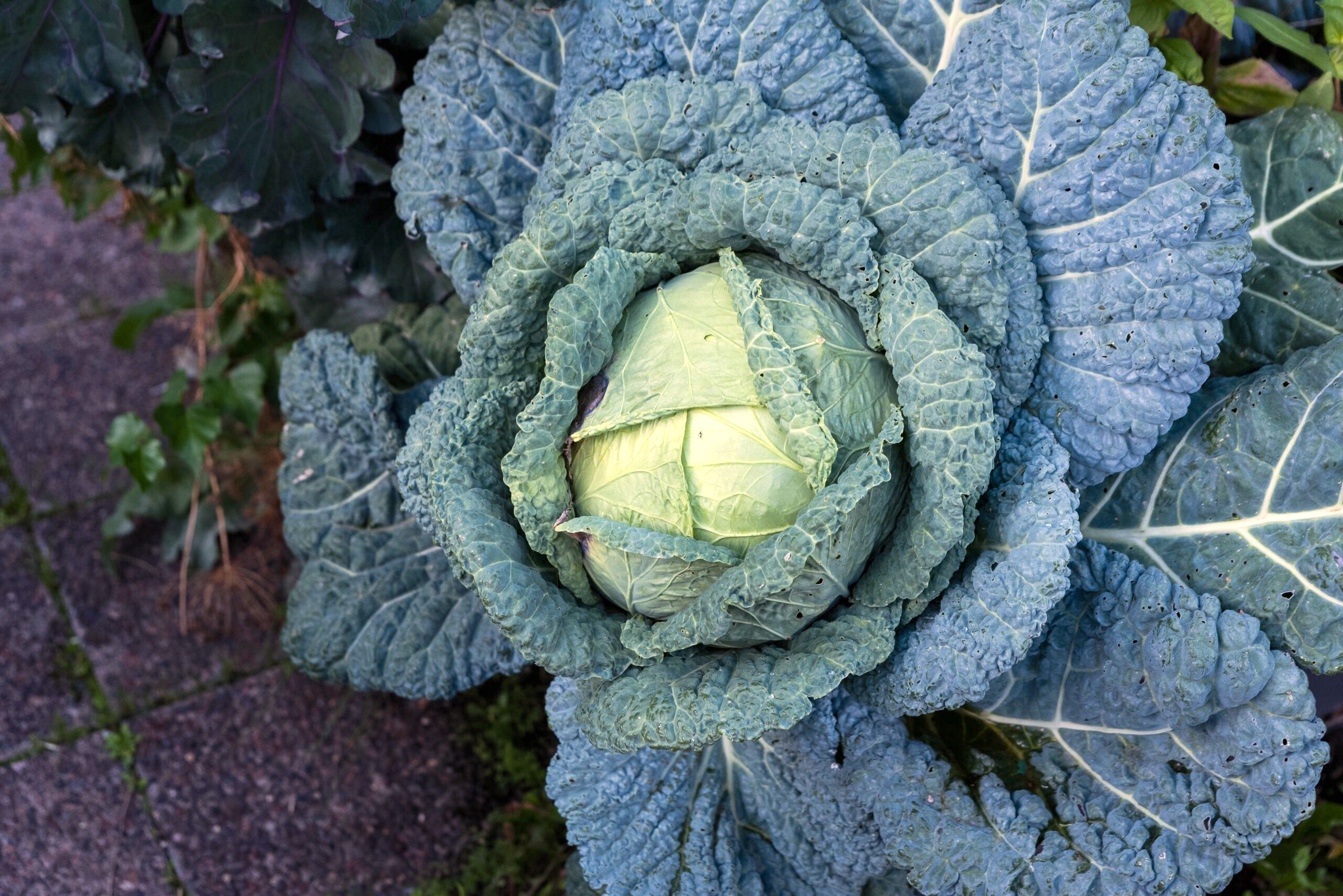 Odla kallt – vinterså savoykål