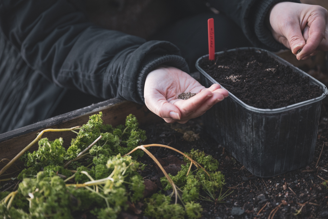 Odla kallt – vinterså persilja