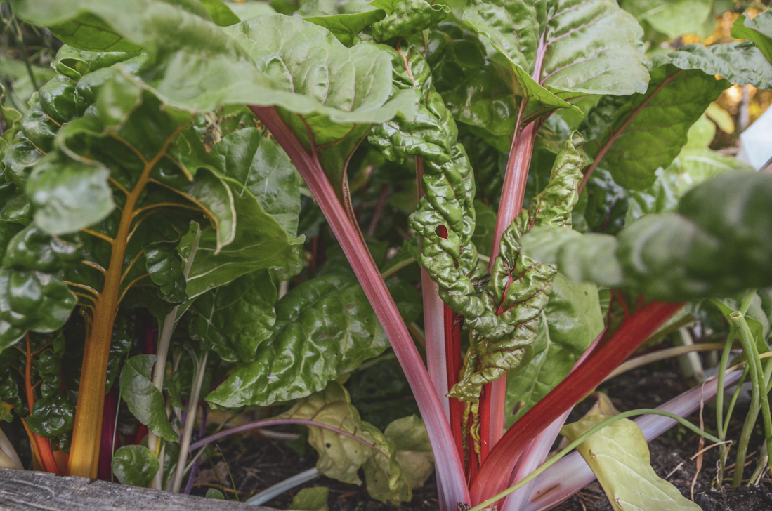 Odla kallt – vårså mangold