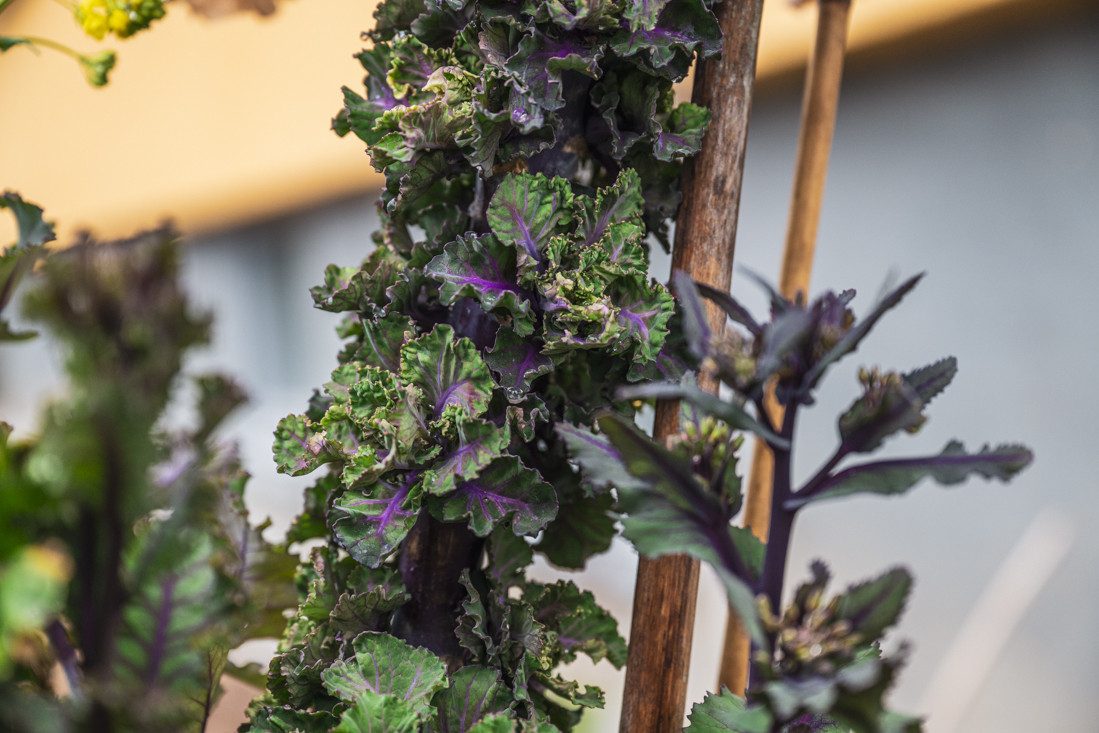 Rosettkål – tips för lång och stor skörd