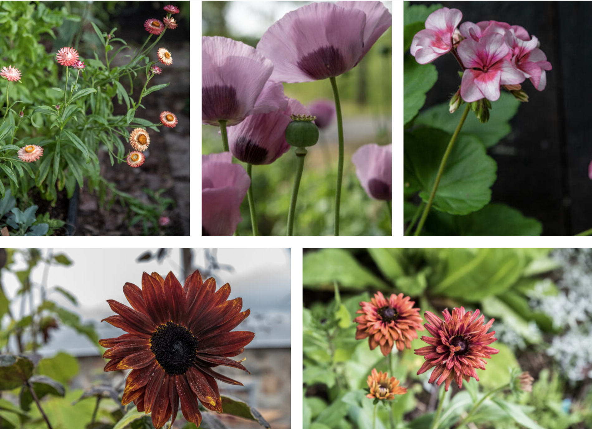 Vi sår alla ettåriga blommor kallt!