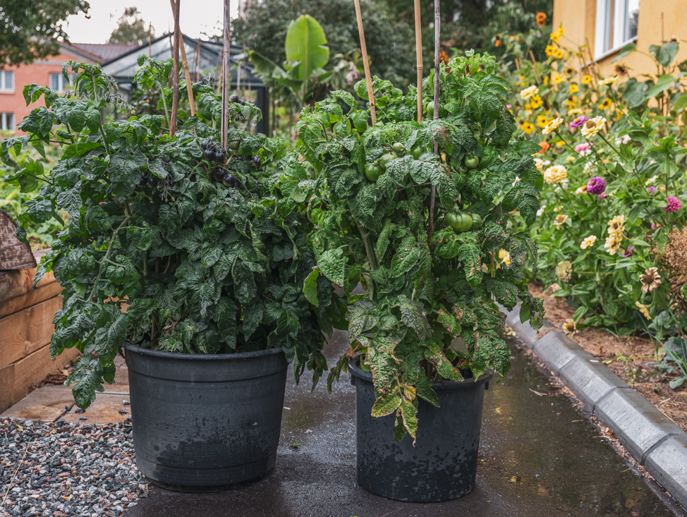Odla tomater i krukor utomhus