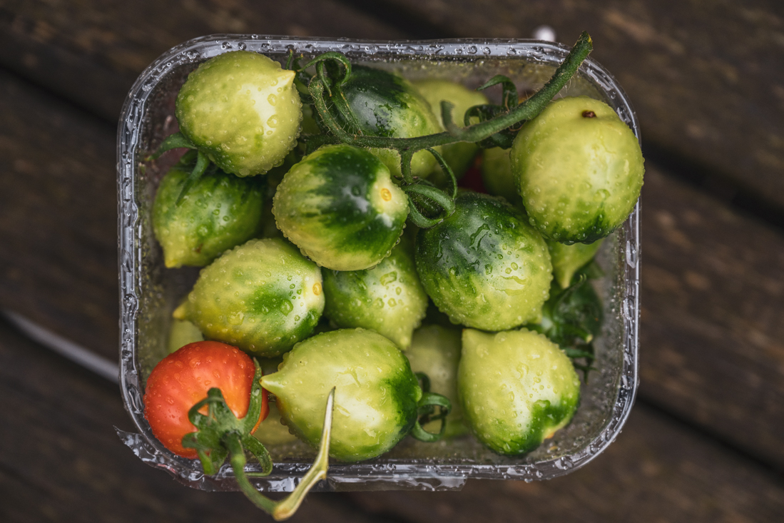 Vi plockar tomaterna gröna