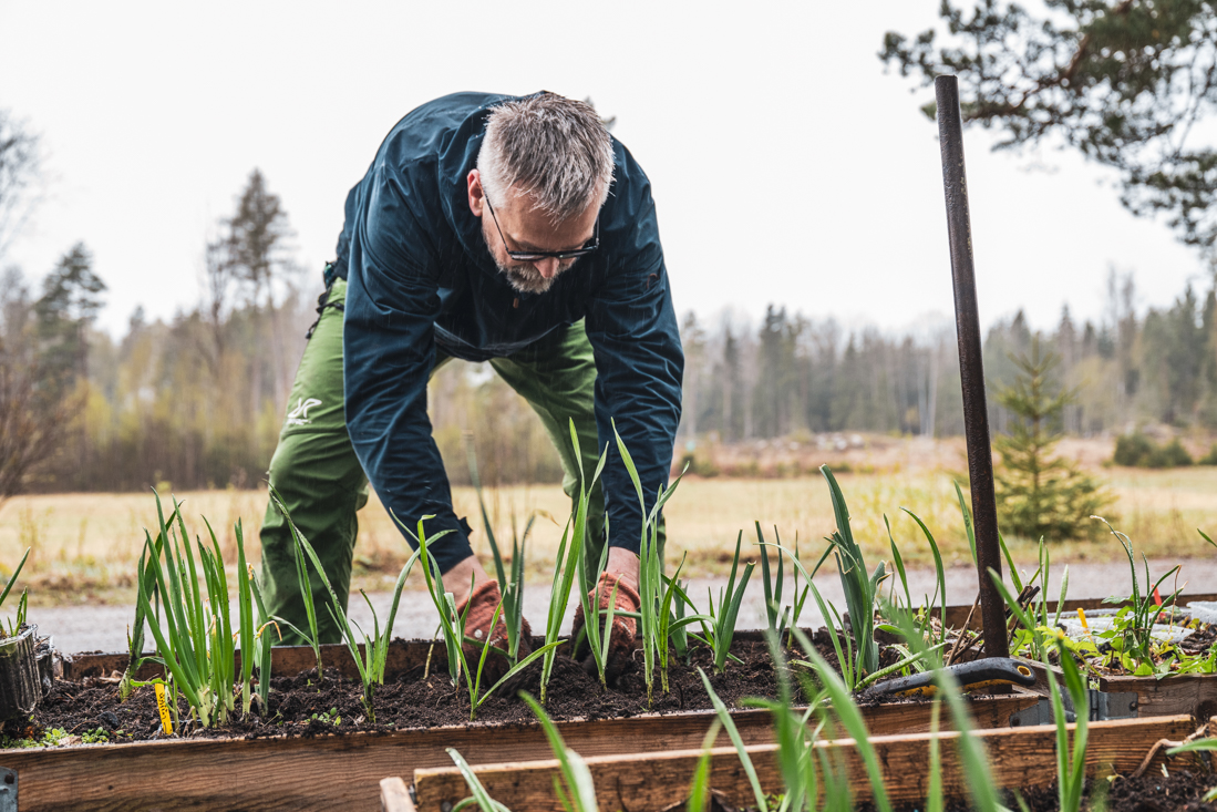 Vårplantera gratisvitlök – slippa köpa utsäde!