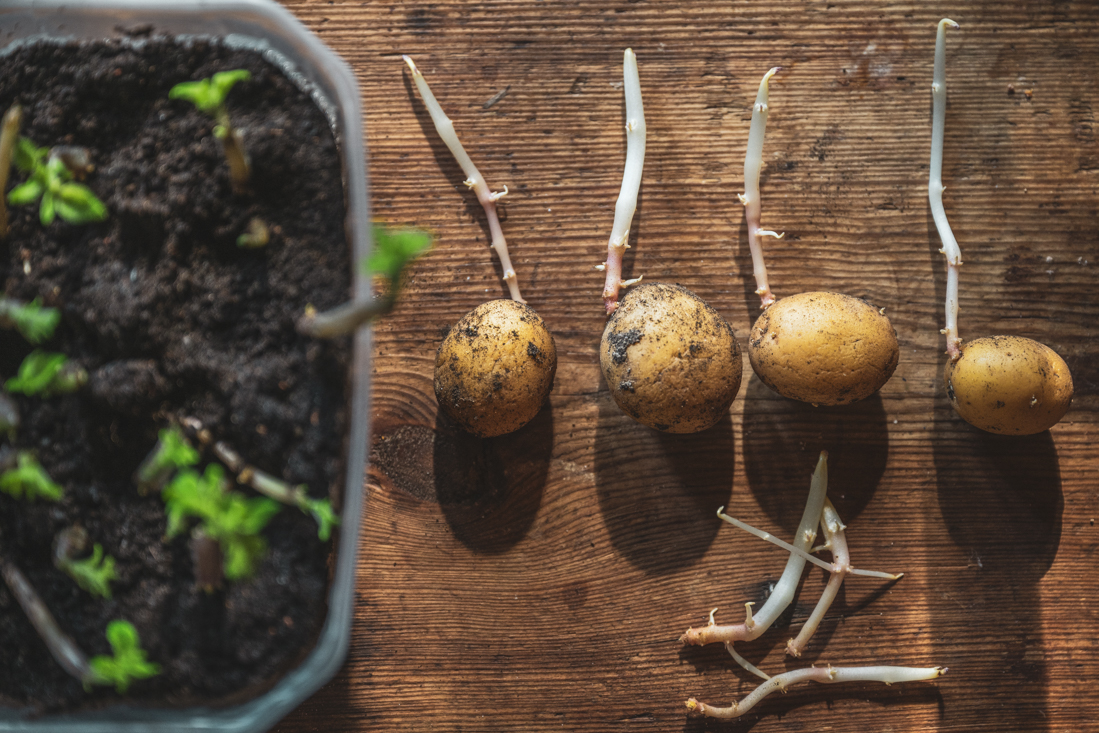 Odla potatis från groddar – få fler plantor utan sättpotatis