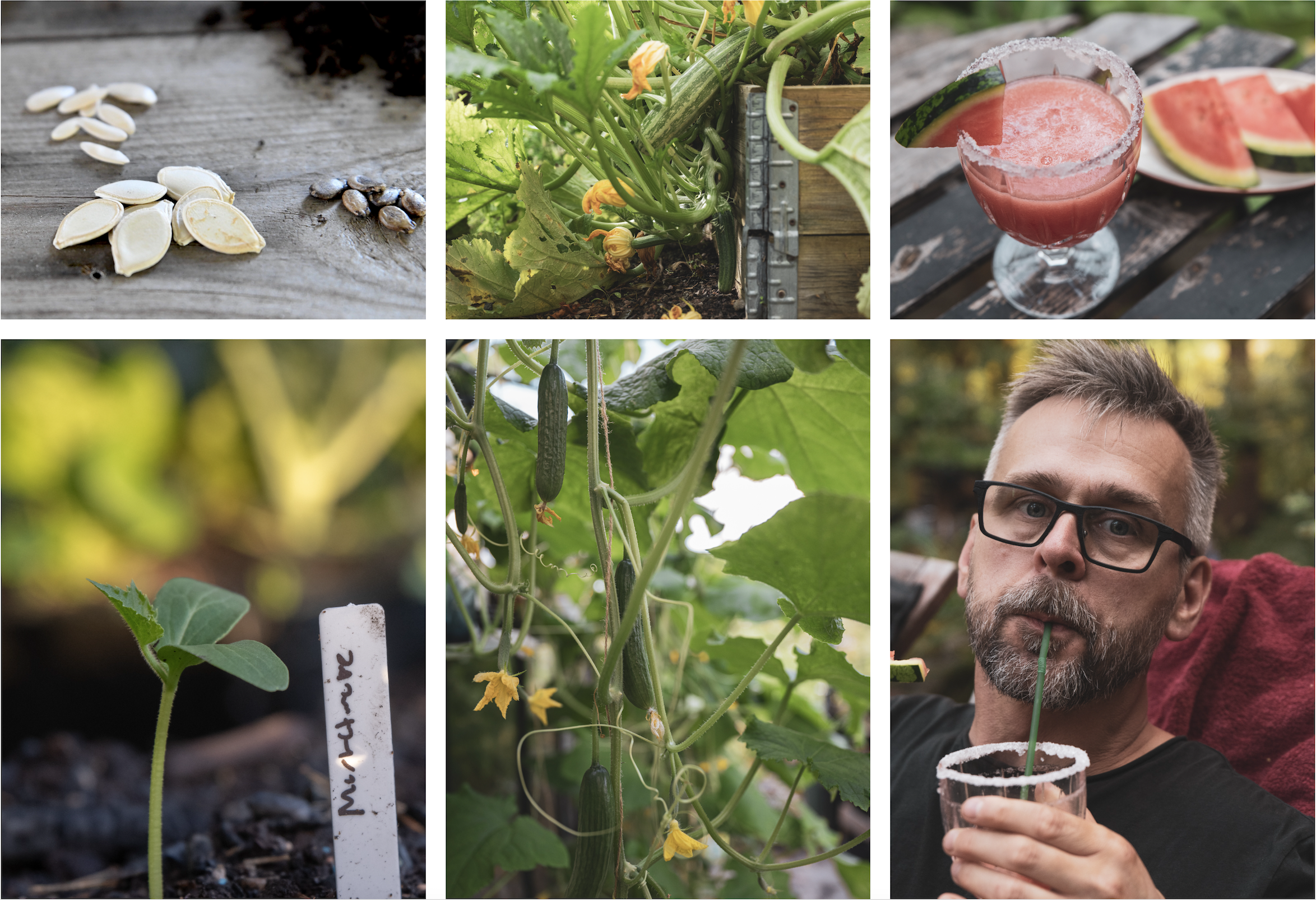 Så gurkväxter i maj – gurka, melon, squash och pumpa