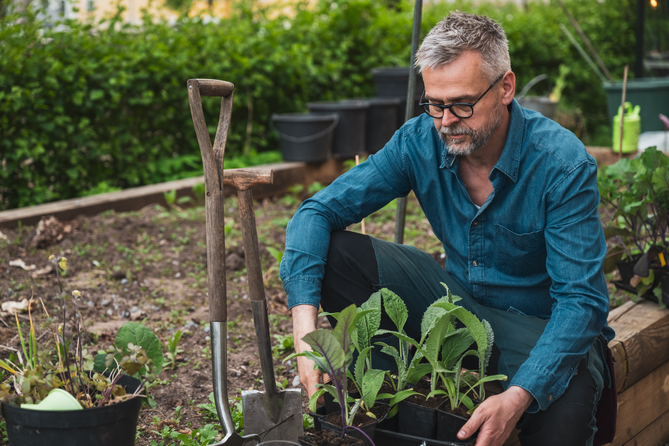 Gödsla vid utplanteringen med pyralidfritt gödsel