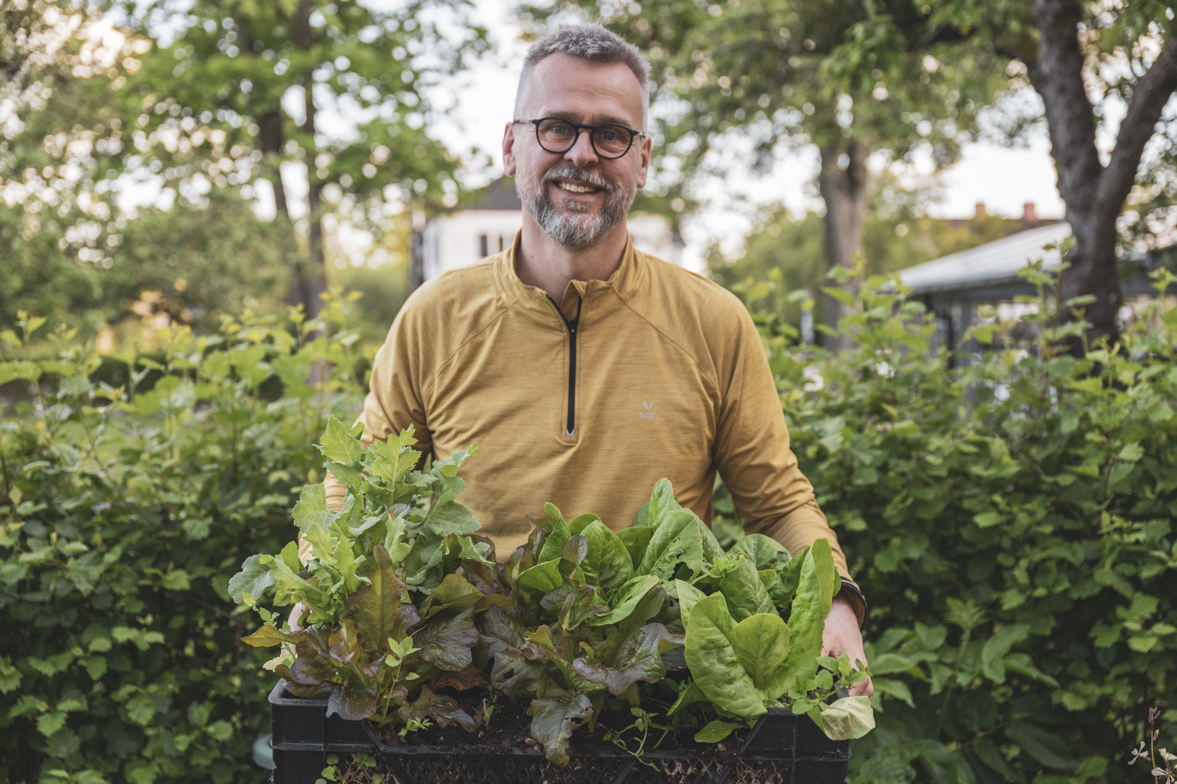 Så får vi läckra och stora sallatsplantor