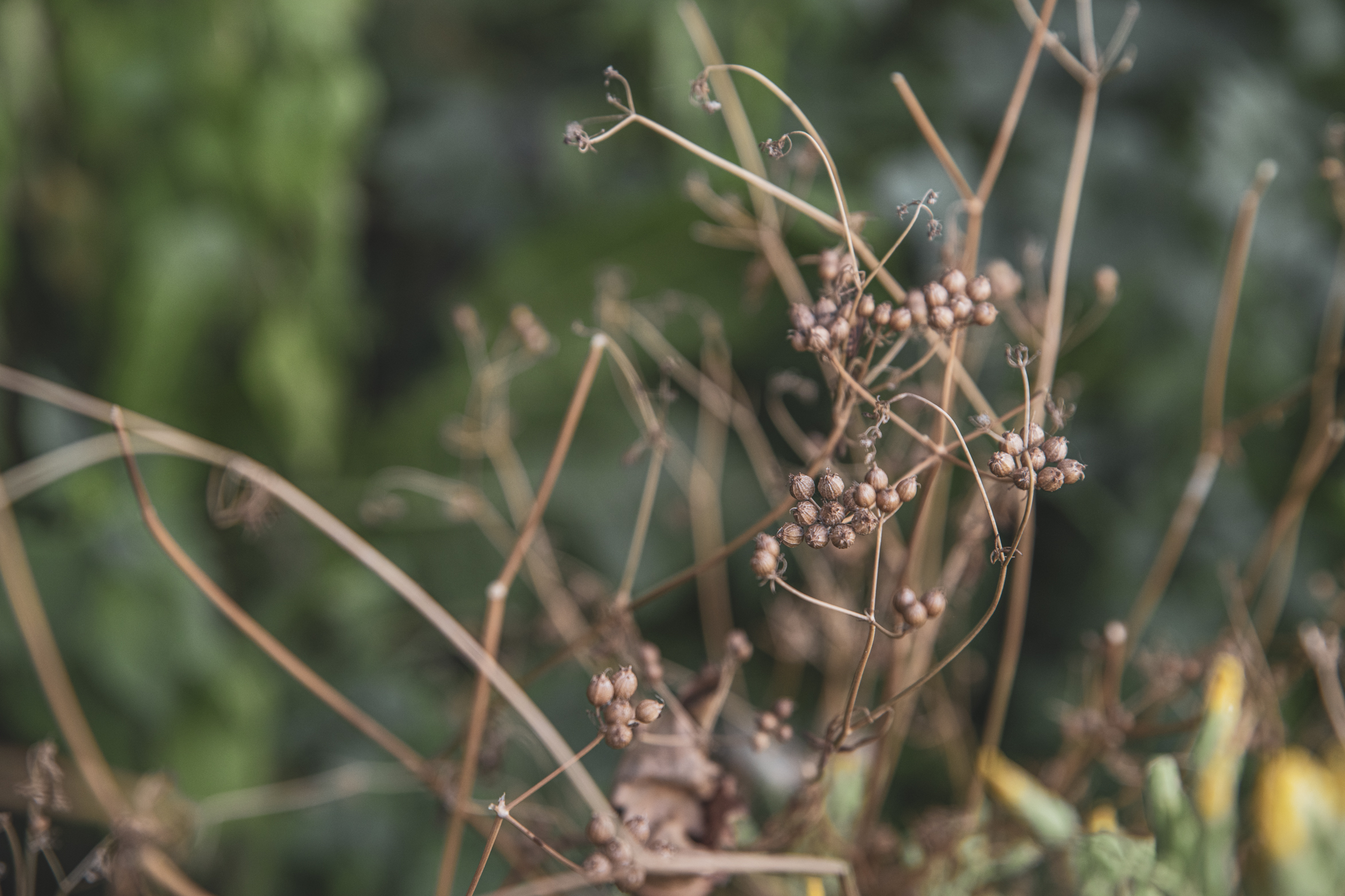 När koriandern blommar – ta frö till utsäde eller krydda