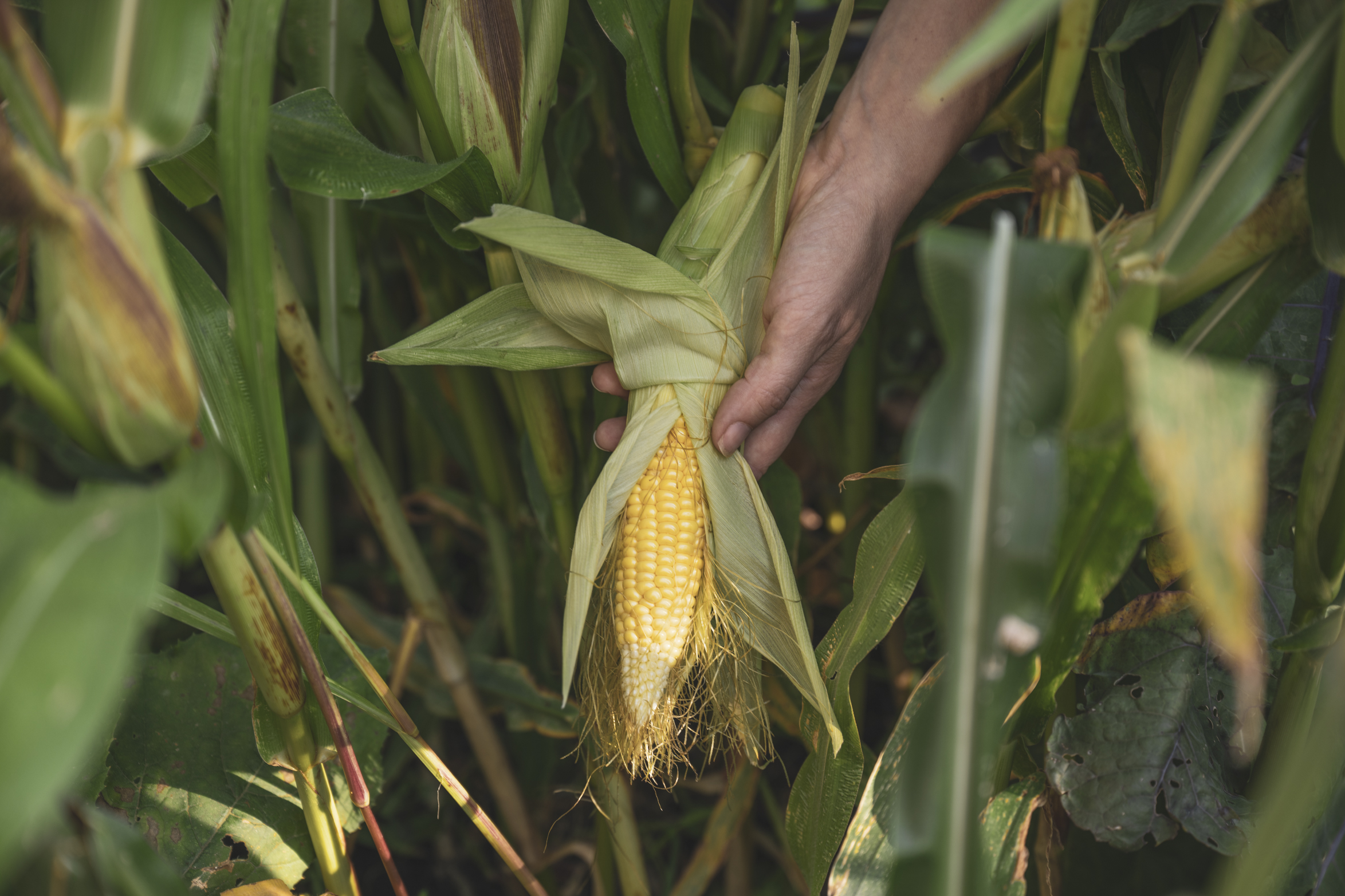 Odla kallt – vårså majs