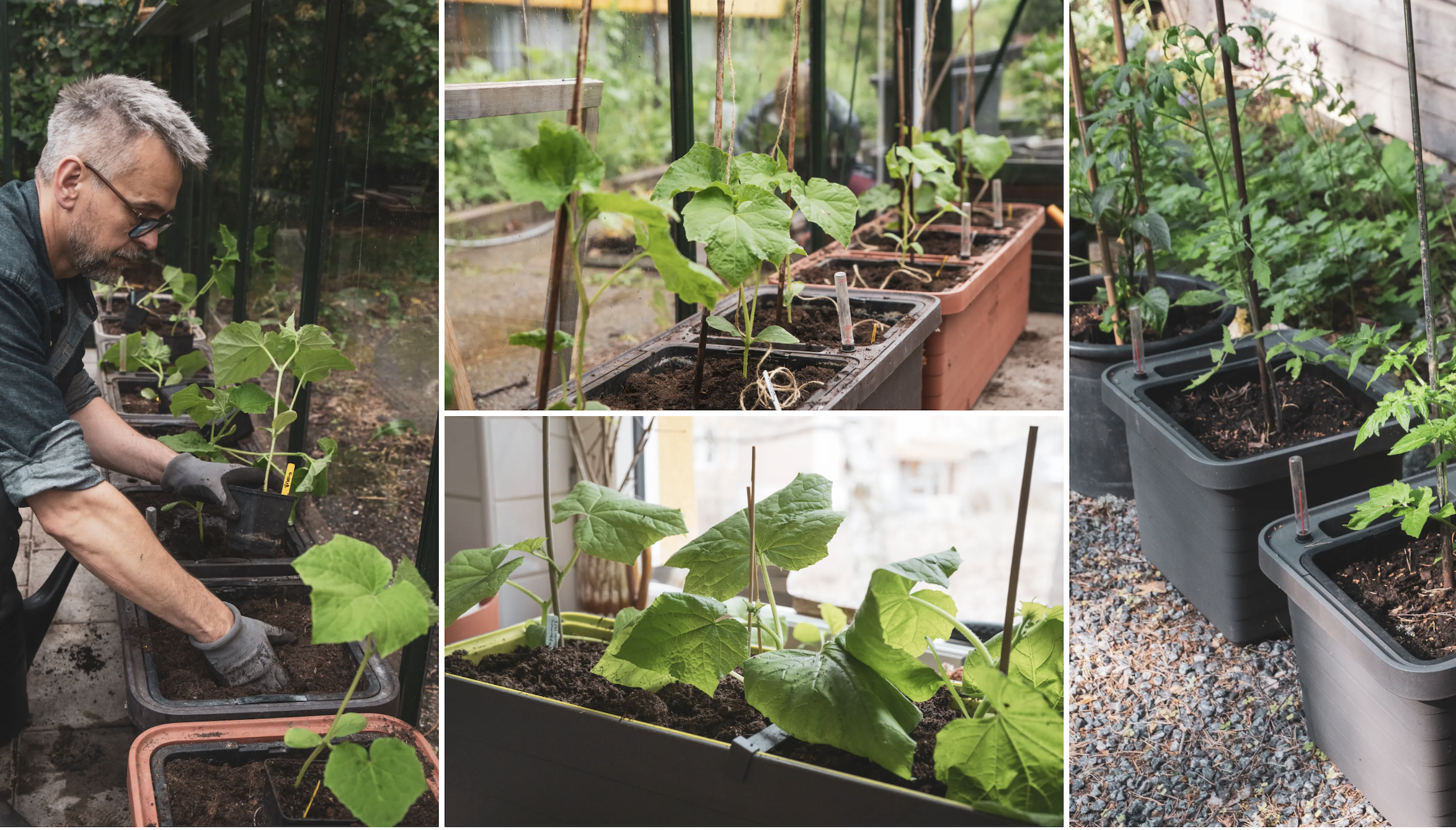 Odla i odlingslådor med vattenmagasin