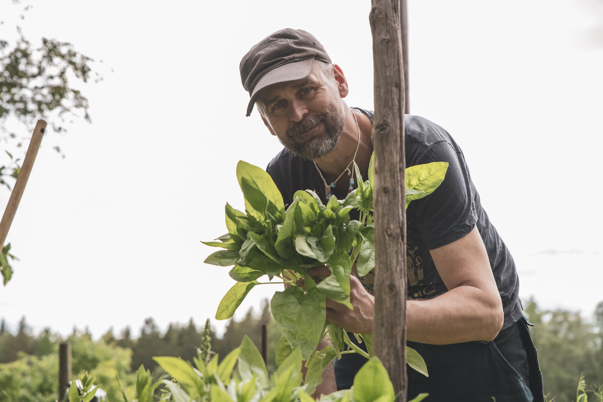 Skörda spenat – så här gör vi