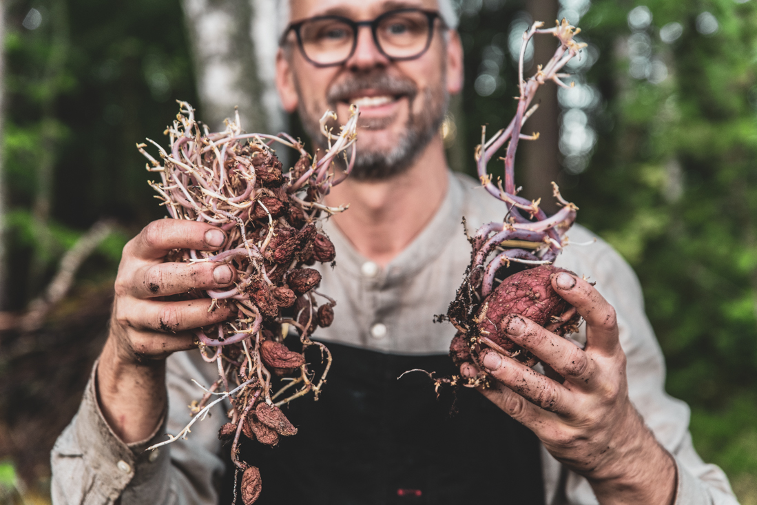 Sätta potatis efter potatis – två skördar på samma plats!