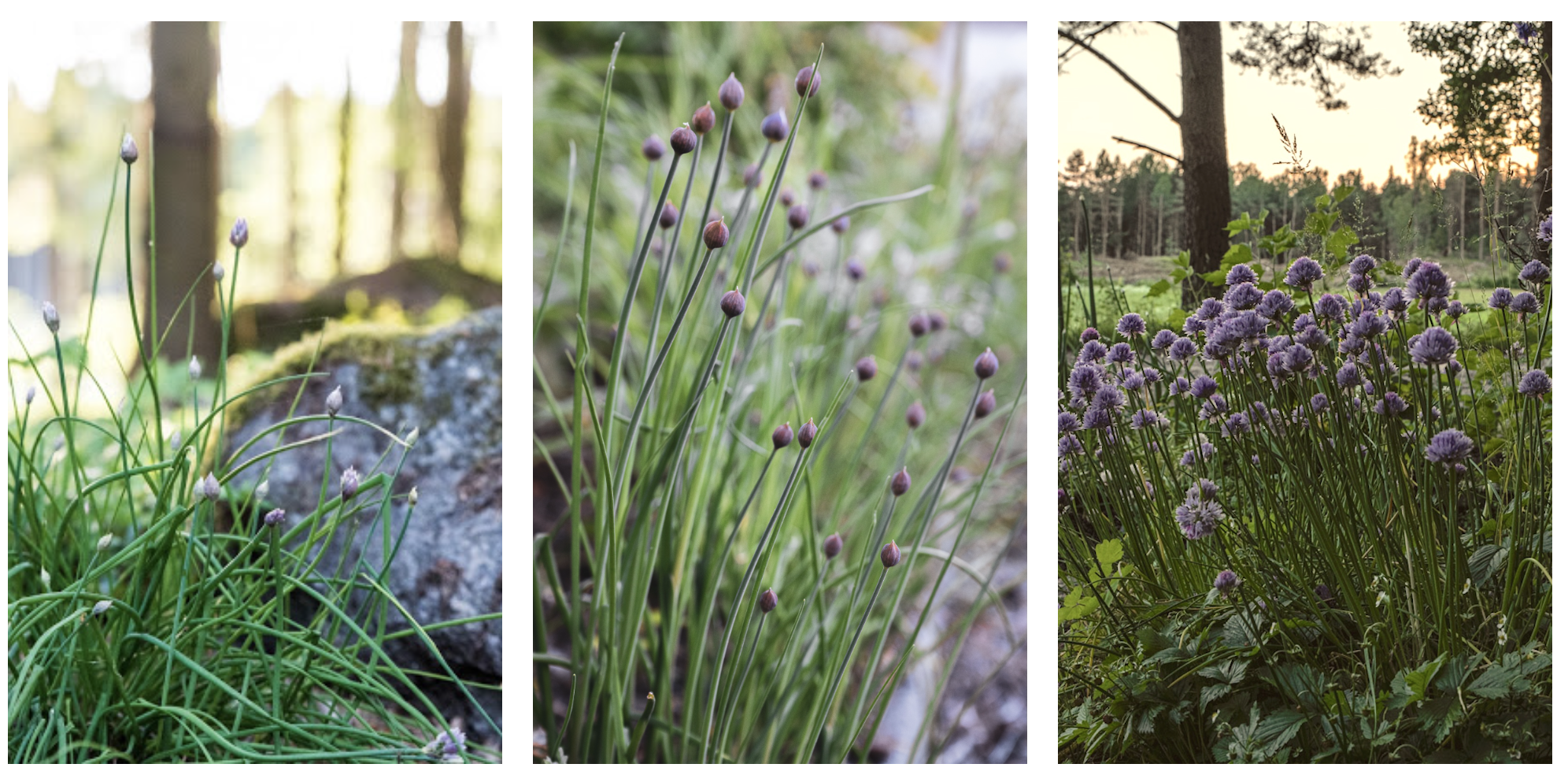 Så får du stora gräslöksplantor